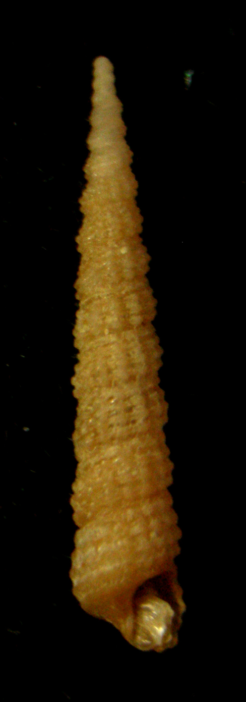 Metaxia metaxae